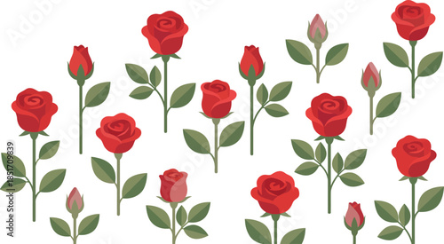 A beautiful vector illustration of red rose flowers and buds on a white background