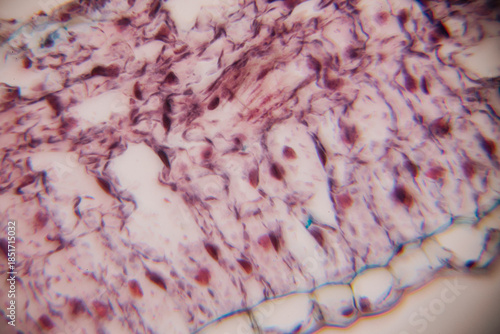 Wallpaper Mural Microscopic view of human tissue showcasing intricate cellular structures, highlighting textures and patterns, emphasizing biological complexity and scientific exploration Torontodigital.ca