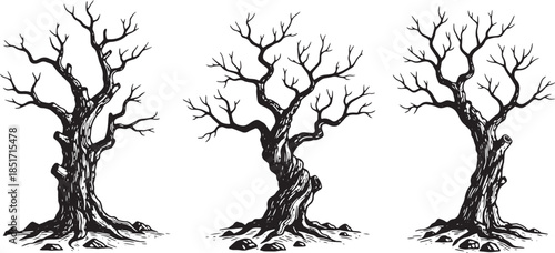 Three gnarled and twisted bare trees on white background, illustration style, detailed branches and roots, ancient woodland