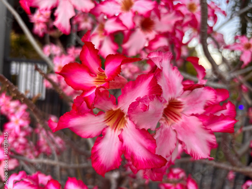 Desert rose in flower, Adenium obesum