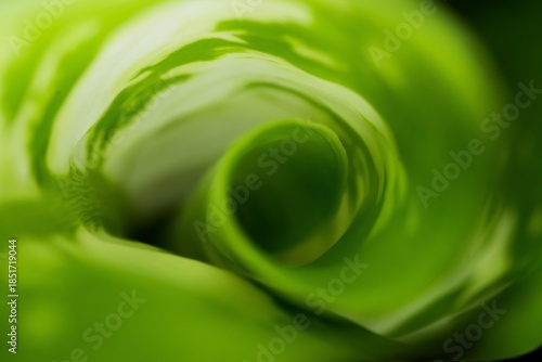 Fibonacci essence in nature; the growth spiral of the dumbcane leaf; Dieffenbachia Seguine