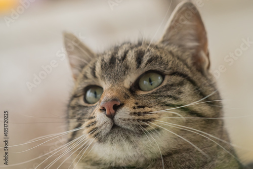 Wallpaper Mural Close-up photography of a domestic cat Torontodigital.ca