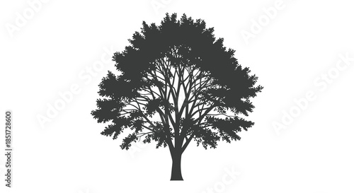 A majestic tree with dense foliage beautifully captured in a dark silhouette