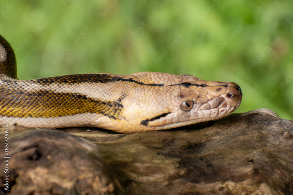 Obraz premium Reticulated python with striking tiger mottle platinum sunfire morph, lying on a log and showcasing vivid reptile patterns.