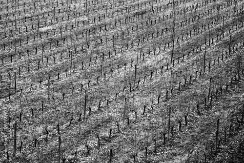 Black and white view of a vineyard - Saint-Genis-Laval - Auvergne-Rhône-Alpes - France