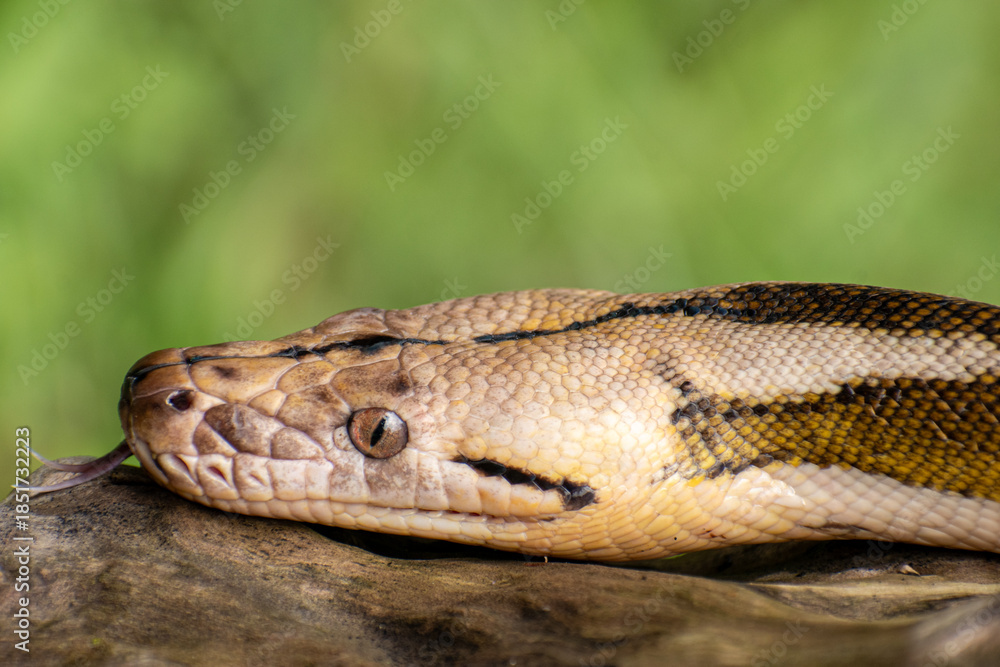 Fototapeta premium Close-up of a reticulated python featuring tiger mottle platinum sunfire coloration, highlighting complex reptile genetics.