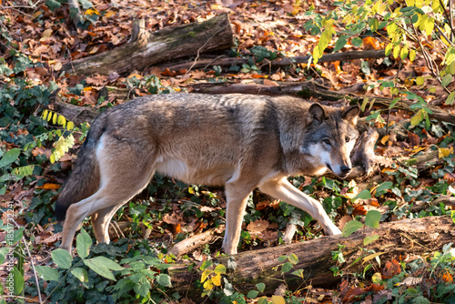Grey wolf walking through autumn forest habitat in zoo enclosure with fallen leaves and natural light