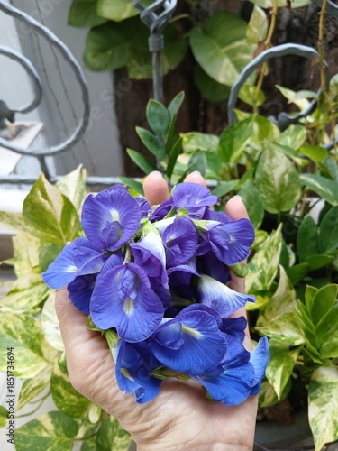 Butterfly Pea Flower in Bloom
