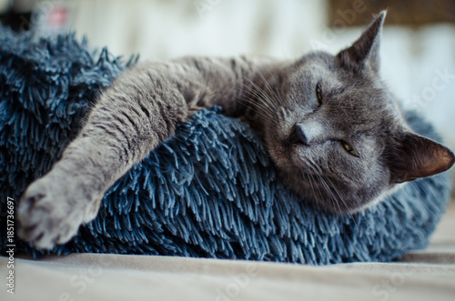 Relaxed grey cat lying in pet bed