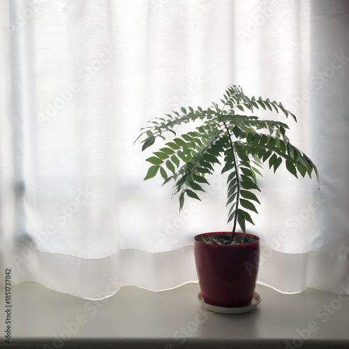 白いカーテン越しの柔らかな自然光に包まれた窓辺の観葉植物（カレーリーフ）。静かな室内空間と余白を活かした、ミニマルで清潔感のあるライフスタイルイメージ