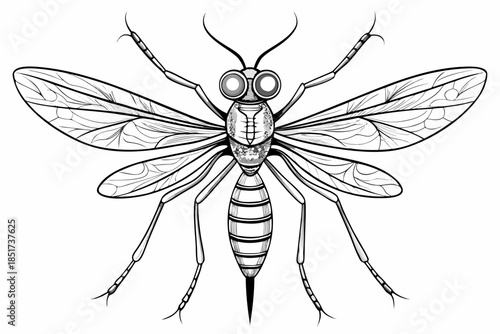 High-quality vector illustration of a mosquito in detailed line art style. This black and white insect outline is perfect for educational materials, biology textbooks, scientific posters, and healthca