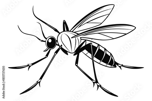 High-quality vector illustration of a mosquito in detailed line art style. This black and white insect outline is perfect for educational materials, biology textbooks, scientific posters, and healthca