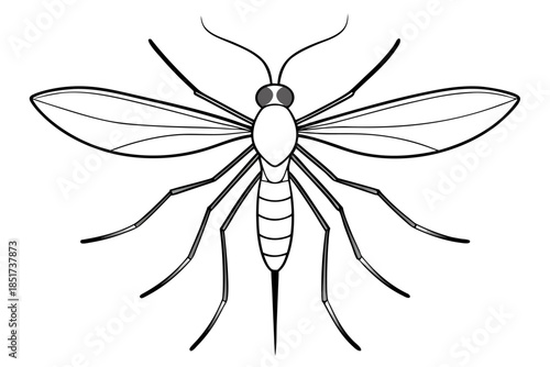 High-quality vector illustration of a mosquito in detailed line art style. This black and white insect outline is perfect for educational materials, biology textbooks, scientific posters, and healthca