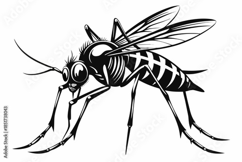 High-quality vector illustration of a mosquito in detailed line art style. This black and white insect outline is perfect for educational materials, biology textbooks, scientific posters, and healthca