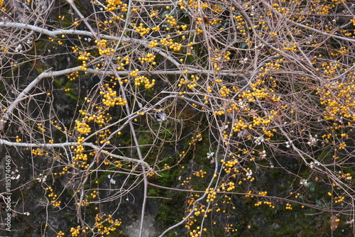 黄色い実をつけた植物