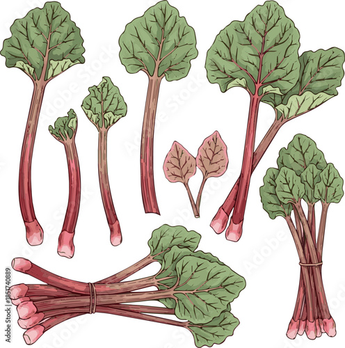 Create Kinds of Rhubarb stalks and leaves, hand-drawn illustration with white background.