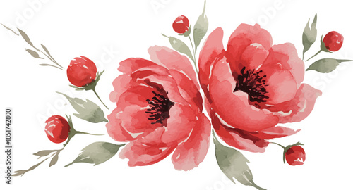 A beautiful red and white tulip blossom stands isolated on a white background, showcasing the spring nature of a floral garden plant with a vibrant petal and green leaf