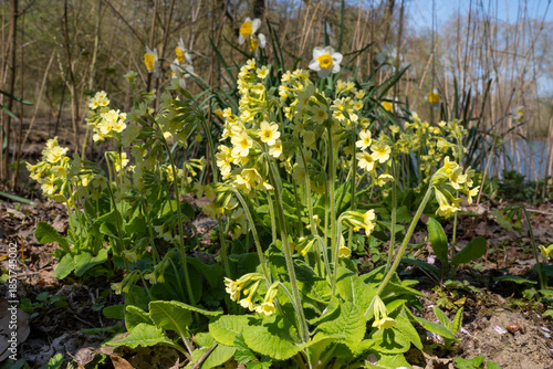 Hohe Schlüsslblume (Primula elatior)