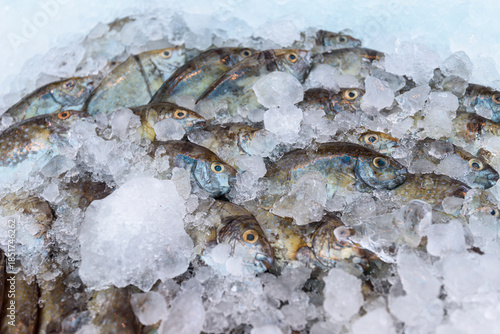 Close up of fresh fish on ice at Doha Fish Market, Qatar
