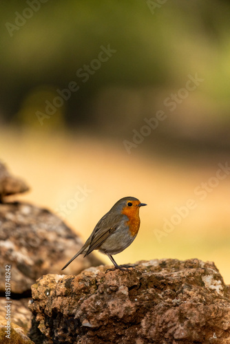 European Robin (Erithacus rubecula) perched on a rock - stock photo
