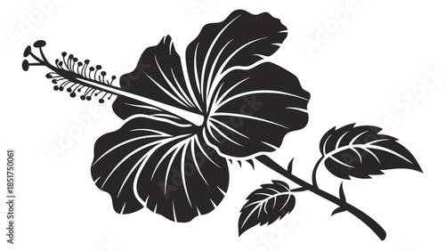 Elegant black hibiscus flower with white details on stem