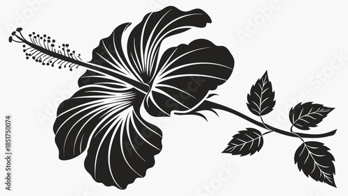 Elegant black hibiscus flower with leaves on white background