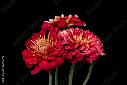 red chrysanthemums flowers isolated on black background