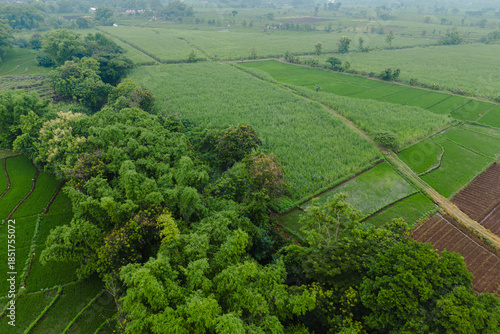 Aerial view of green agricultural fields and fertile soil plots bordered by tropical trees in a rural landscape. Scenic farming area in Indonesia.