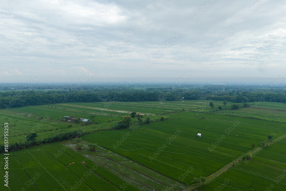 Fototapeta premium Aerial view of green agricultural fields and fertile soil plots bordered by tropical trees in a rural landscape. Scenic farming area in Indonesia.