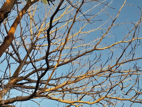 tree branches against blue sky