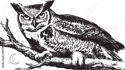 Owl perched on a branch in a vintage black and white vector illustration. This detailed wildlife graphic showcases the bird?s intricate features.