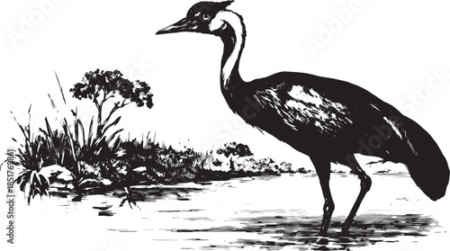 Heron standing near water in a natural setting. Black and white vector illustration features the elegant bird with surrounding plants in a detailed set.