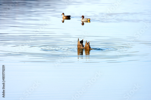 Scenic landscape with pond and ducks at Neeracherried nature reserve on a sunny autumn day. Photo taken December 20th, 2025, Neeracherried, Switzerland.
