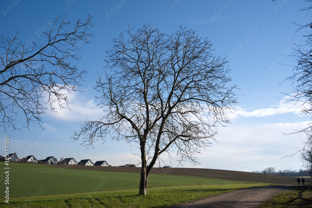 Obraz premium Rural landscape with agriculture field and single family detached homes in the background on a sunny autumn day. Photo taken December 20th, 2025, Oberhöri, Canton of Zurich, Switzerland.