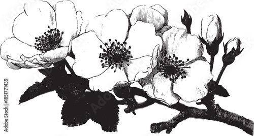 White flower illustration on a branch. Vintage botanical vector artwork in monochrome line art style featuring delicate petals and leaves in a set.