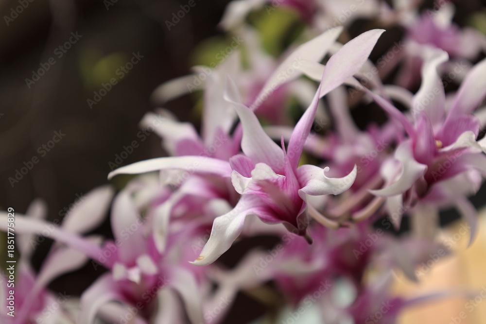 Fototapeta premium close up of pink flower