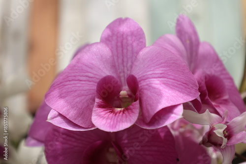 pink orchid flower