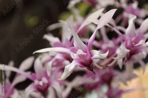 close up of pink flower