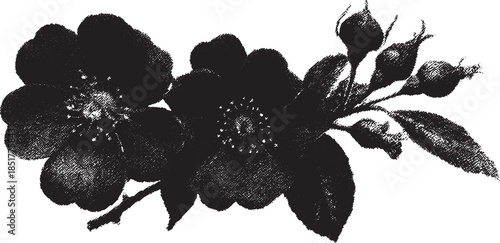 Black flower illustration with detailed petals and leaves. A vintage botanical vector illustration in a simple and flat style.