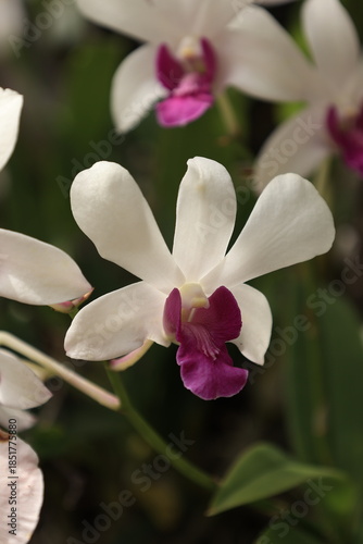 pink magnolia flower