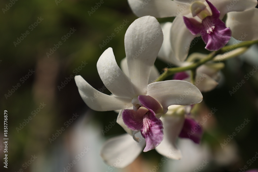 Fototapeta premium pink orchid flower
