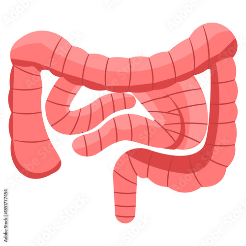 Human Digestive System Anatomy Illustration