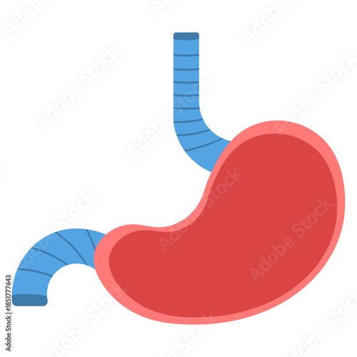 Human Stomach Organ Medical Illustration
