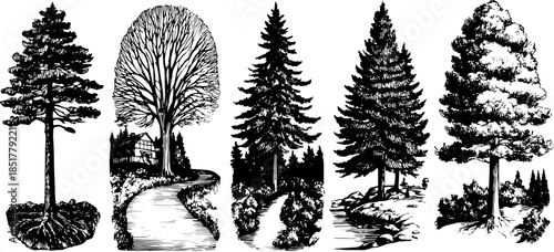 Vintage tree silhouettes in black outline. Engraved illustration showcasing various tree designs in an elegant vector set.