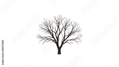 Silhouette of a deciduous tree with bare branches against a white background