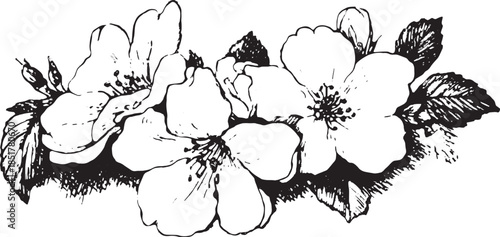 Botanical illustration of a flower in line art style. Simple black and white design creates a vintage vector illustration.