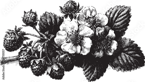 Vintage black and white botanical illustration of strawberries and flowers. Detailed vector drawing featuring leaves in a natural set.