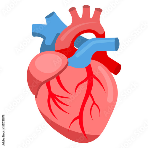 Human Heart Anatomy Illustration