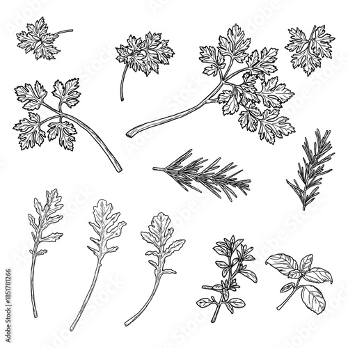 Sprigs and leaves of parsley and rosemary, basil, and arugula, black and white sketch. Vector illustration. Kitchen herbs and spices isolated on white background. Sprig with leaves.