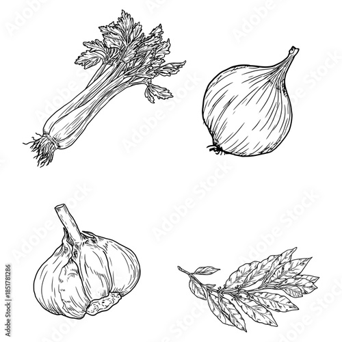 Celery and bay leaf sprigs and leaves, onion, and garlic, black and white sketch. Vector illustration. Kitchen herbs and spices set isolated on white background. Sprig with leaves.